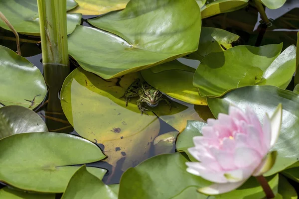 Northern Leopard Frog Lithobates Pipiens Rana Pipiens American Native Animal — ストック写真