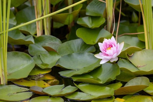 Water Lilies Water Lilies Rooted Soil Bodies Water Leaves Flowers — ストック写真