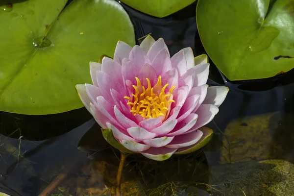 Water lilies .Water lilies are rooted in soil in bodies of water, with leaves and flowers floating on or emerging from the surface