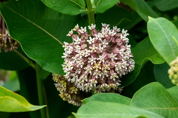 Common Milkweed (Asclepias syriaca )  flower. Common milkweed is Nature\'s mega food market for insects.