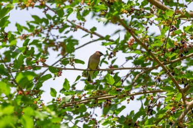 Dut ağacının sedir ağacı.