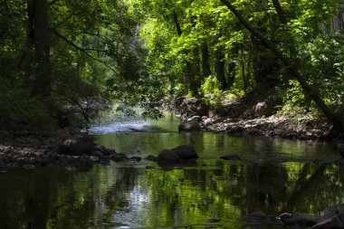 Wisconsin 'deki ormandaki Gümüş Dere