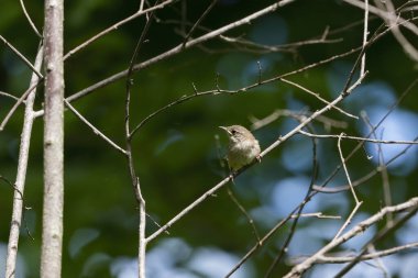 Yuvadaki oyuktan ayrıldıktan sonra genç olan kırlangıç (Troglodites aedon)