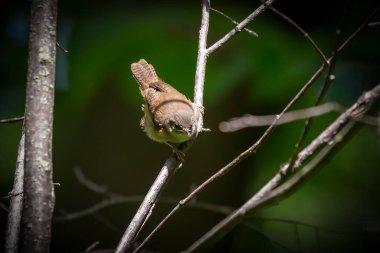 Yuvadaki oyuktan ayrıldıktan sonra genç olan kırlangıç (Troglodites aedon)