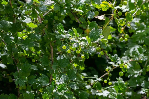 Ribes Uva Crispa Una Especie Arbusto Fanerógama Perteneciente Familia Grossulariaceae —  Fotos de Stock