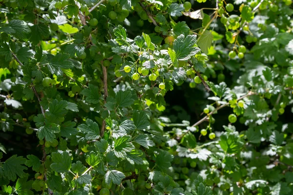 Ribes Uva Crispa Una Especie Arbusto Fanerógama Perteneciente Familia Grossulariaceae — Foto de Stock