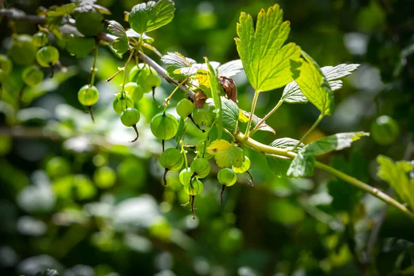 Ribes Uva Crispa Una Especie Arbusto Fanerógama Perteneciente Familia Grossulariaceae —  Fotos de Stock