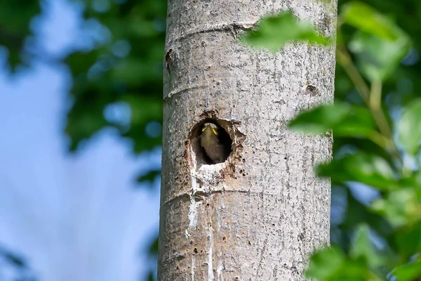 European Starling Sturnus Vulgaris Young Starling Nest Cavity — Stock Photo, Image
