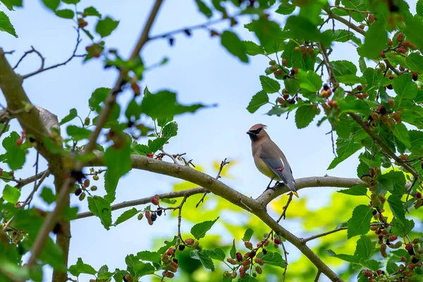 The cedar waxwing on a mulberry tree