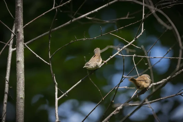 House Wren Troglodytes Aedon Young Leaving Nest Cavity — Fotografia de Stock