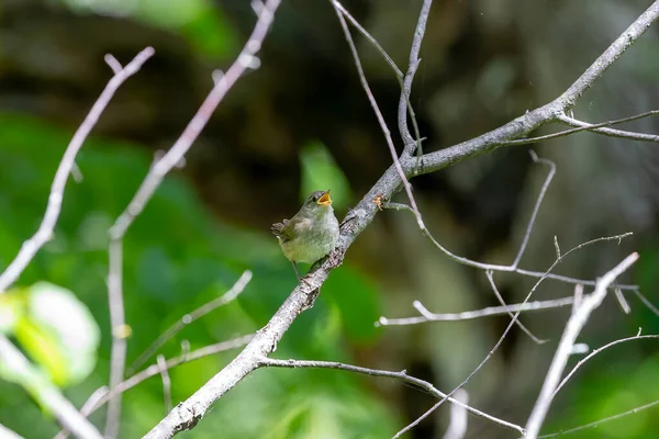 Dům Wren Troglodytes Aedon Mladý Opuštění Hnízdiště — Stock fotografie