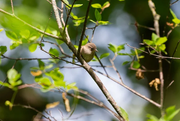 Dům Wren Troglodytes Aedon Mladý Opuštění Hnízdiště — Stock fotografie