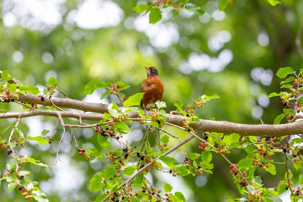 American Robin Turdus Migratorius Mulberry Tree — Stockfoto