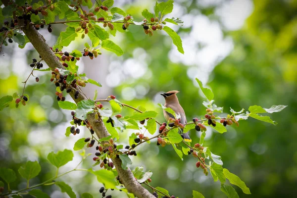 Cedar Waxwing Mulberry Tree — Stockfoto