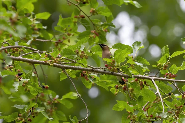 Cedar Waxwing Mulberry Tree — Fotografia de Stock