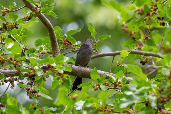 Gray Catbird Dumetella Carolinensis Mulberry Tree — Stockfoto