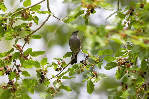 Gray Catbird Dumetella Carolinensis Mulberry Tree — Stockfoto