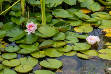 Su zambakları. Nilüferlerin kökleri toprağa, su kütlelerine, yüzen yapraklara ve çiçeklere dayanır ya da yüzeyden ortaya çıkarlar.