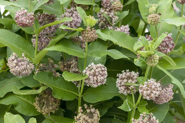 Common Milkweed (Asclepias syriaca )  flower. Common milkweed is Nature\'s mega food market for insects.