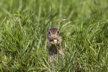 13 çizgili yer sincabı - (Spermophilus tridecemlineatus) genellikle son derece sosyal bir sincap, genellikle kış uykusuna yattığı Kuzey Amerika ve Kuzey Avrasya 'da bulunur.