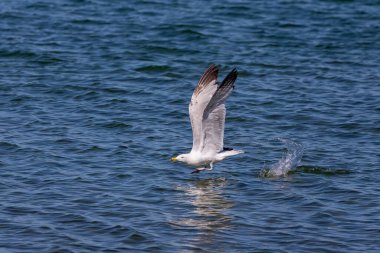 Amerikan ringa martı veya Smithsonian martı (Larus smithsonianus veya Larus argentatus smithsonianus) uçuşta