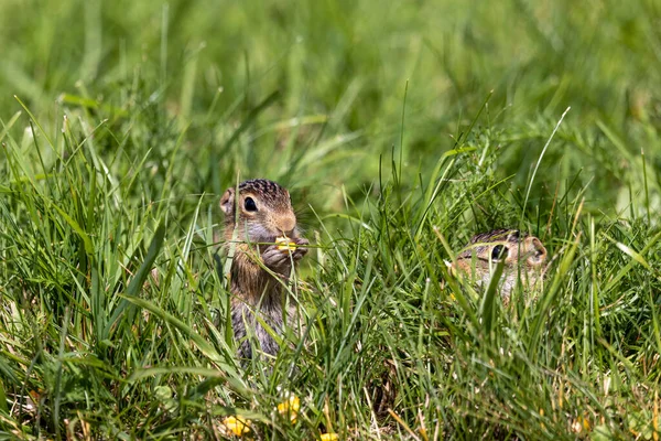 Thirteen Lined Ground Squirrel Spermophilus Tridecemlineatus Burrowing Squirrel Typically Highly — Foto Stock