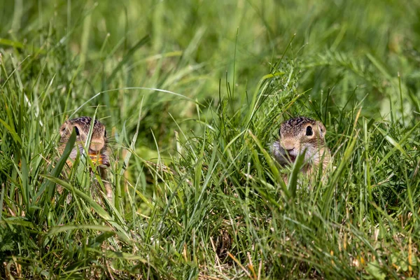 Thirteen Lined Ground Squirrel Spermophilus Tridecemlineatus Burrowing Squirrel Typically Highly — Stockfoto