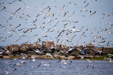 Michigan Gölü üzerindeki martı sürüsü