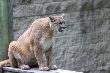 Catamount, dağ aslanı, panter ve puma gibi diğer adlarıyla da bilinen 