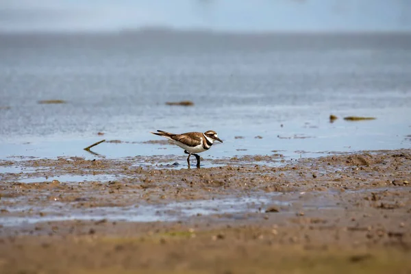 Waders Shorebirds Searching Food Coast Shallow Waters Lake Michigan — Photo