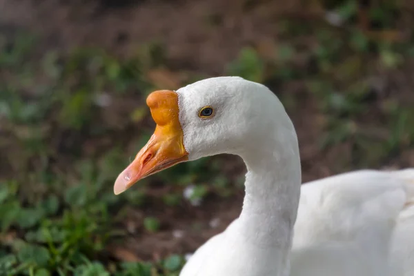 Weiße Chinesische Gans Sie Gehört Den Knubbelgänsen Ihren Ursprung Hat — Stockfoto