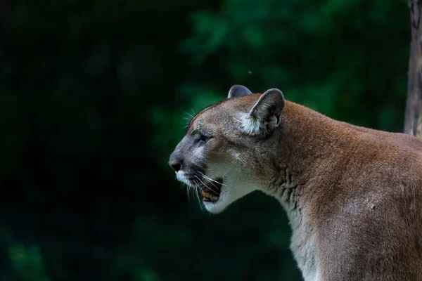 Puma Puma Concolor Más Nevek Beleértve Catamount Hegyi Oroszlán Puma — Stock Fotó