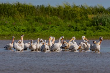 The flock of American white pelican (Pelecanus erythrorhynchos) on the edge of the lake 