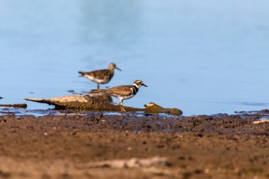 Waders or shorebirds searching for food on the coast and in shallow waters of lake Michigan