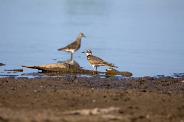 Waders or shorebirds searching for food on the coast and in shallow waters of lake Michigan