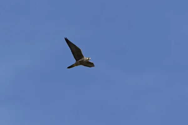 Peregrine Falcon Falco Peregrinus Young Female Hunt — Stok fotoğraf