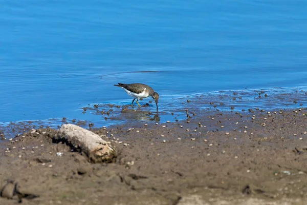 Waders or shorebirds searching for food on the coast and in shallow waters of lake Michigan