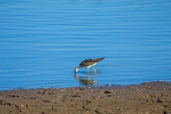 Waders Shorebirds Searching Food Coast Shallow Waters Lake Michigan —  Fotos de Stock