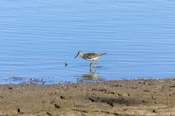 Waders or shorebirds searching for food on the coast and in shallow waters of lake Michigan