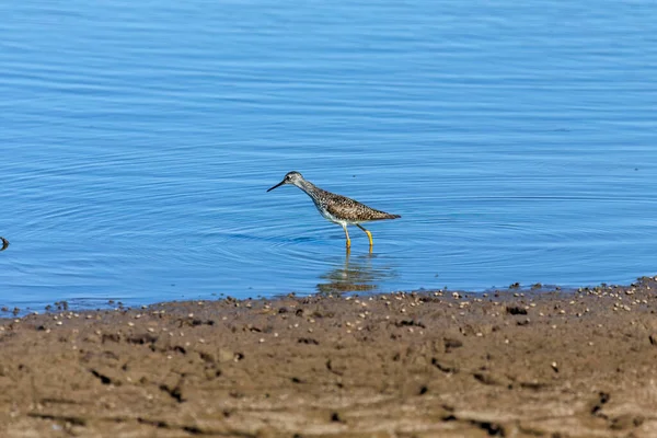 Waders Shorebirds Searching Food Coast Shallow Waters Lake Michigan — Fotografia de Stock