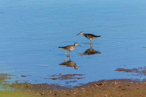 Waders Shorebirds Searching Food Coast Shallow Waters Lake Michigan — стокове фото