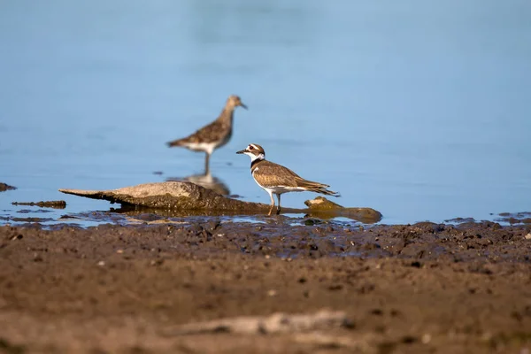 Waders Shorebirds Searching Food Coast Shallow Waters Lake Michigan — стокове фото