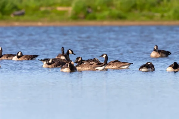 Flock Canada Geese Branta Canadensis Lake — Stock fotografie