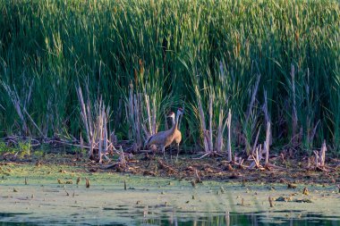 Kum tepesi vinci (Antigone canadensis)
