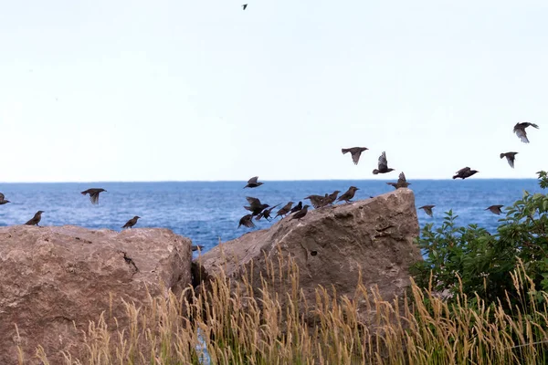 Flock Starling Sturnus Vulgaris Shore Lake Michigan — Zdjęcie stockowe