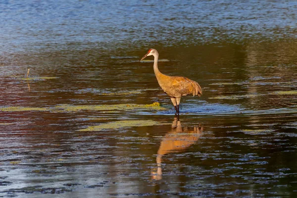 Sandhill Crane Antigone Canadensis River — Stock Photo, Image