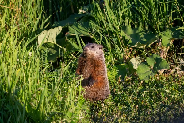 Groundhog Marmota Monax Also Known Woodchuck Meadow Groundhog Marmota Monax — стоковое фото