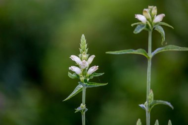  The white turtlehead (Chelone glabra)  species of plant native to North America, is a popular browse plant for deer.