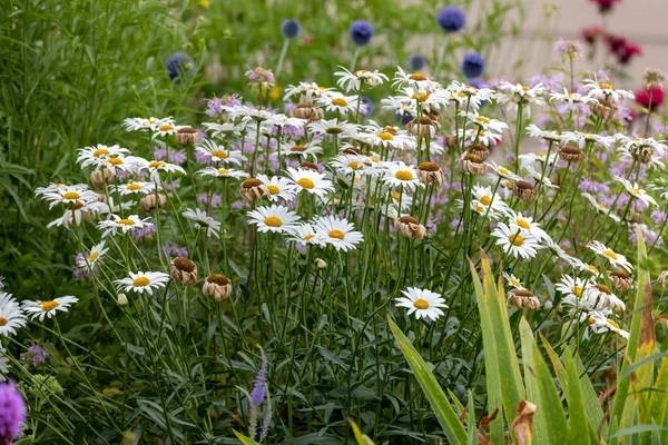 Daisy Bellis Perennis Known Common Daisy Lawn Daisy English Daisy — Stok fotoğraf