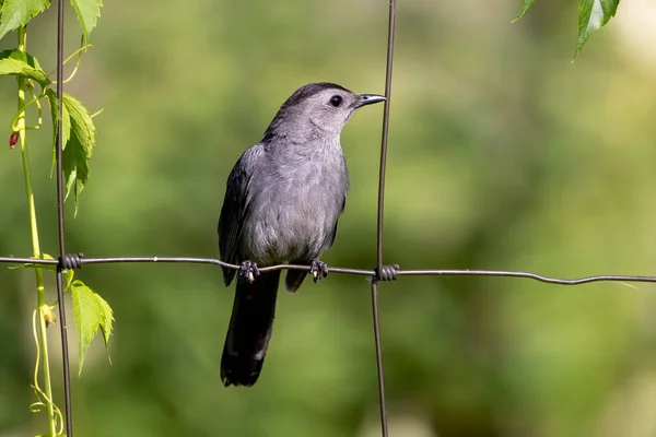 Gray Catbird Dumetella Carolinensis — Stockfoto